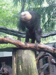 White-faced Saki in the Apenheul zoo