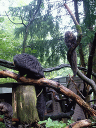 White-faced Sakis in the Apenheul zoo