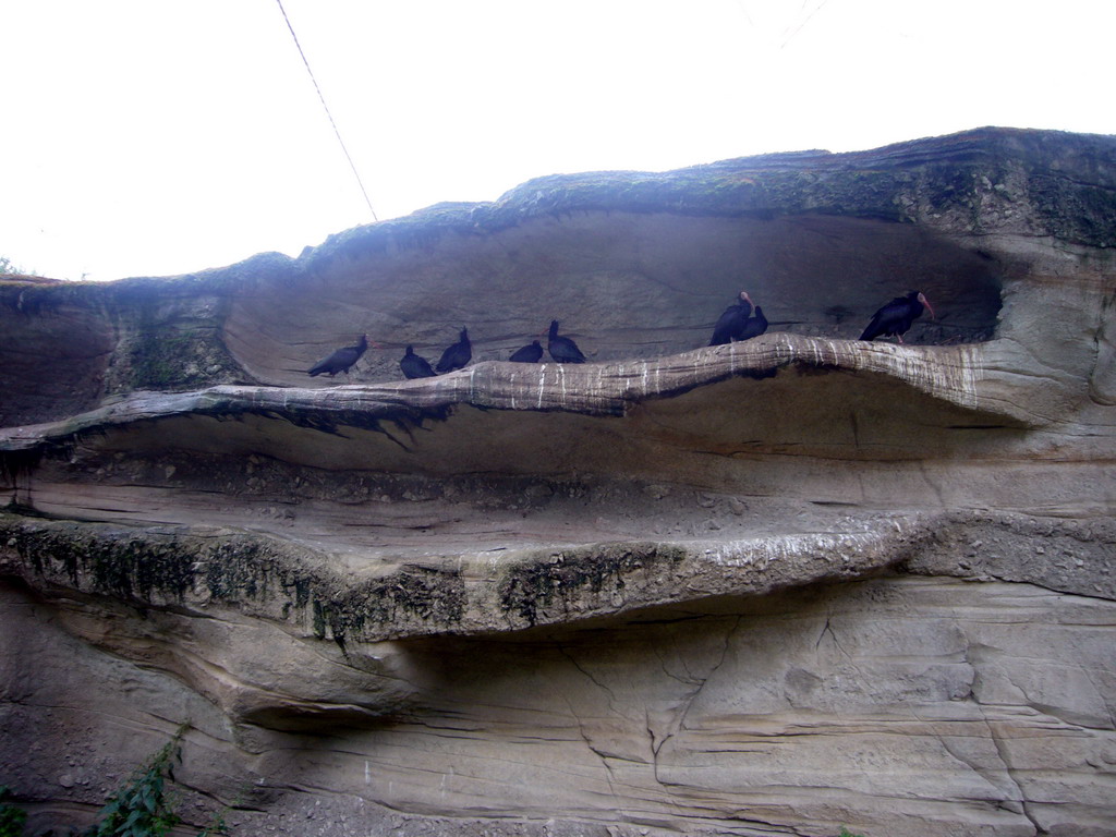 Northern Bald Ibises in the Apenheul zoo