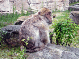 Barbary Macaque in the Apenheul zoo