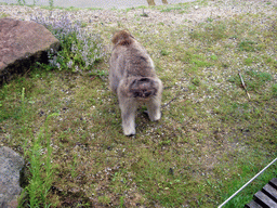 Barbary Macaque in the Apenheul zoo