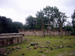 Barbary Macaques in the Apenheul zoo