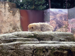 Barbary Macaque in the Apenheul zoo