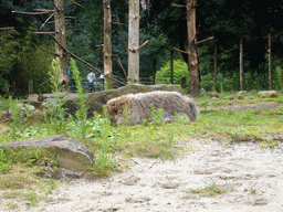 Barbary Macaque in the Apenheul zoo