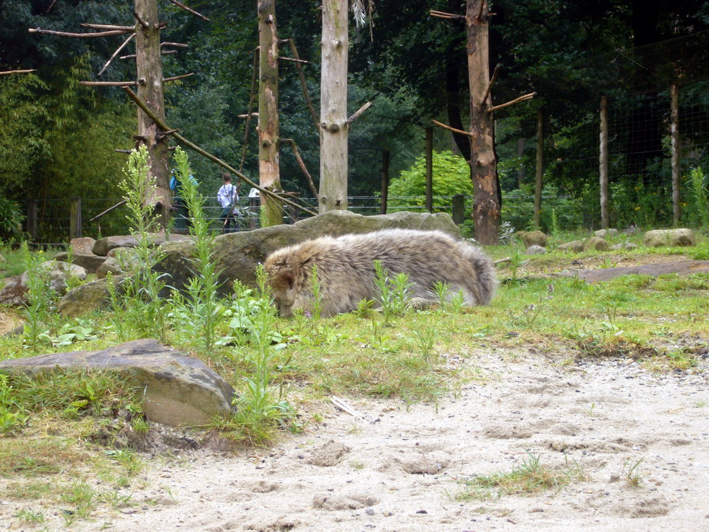 Barbary Macaque in the Apenheul zoo