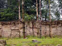 Barbary Macaques in the Apenheul zoo
