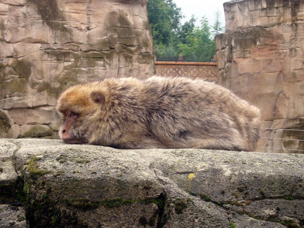 Barbary Macaque in the Apenheul zoo