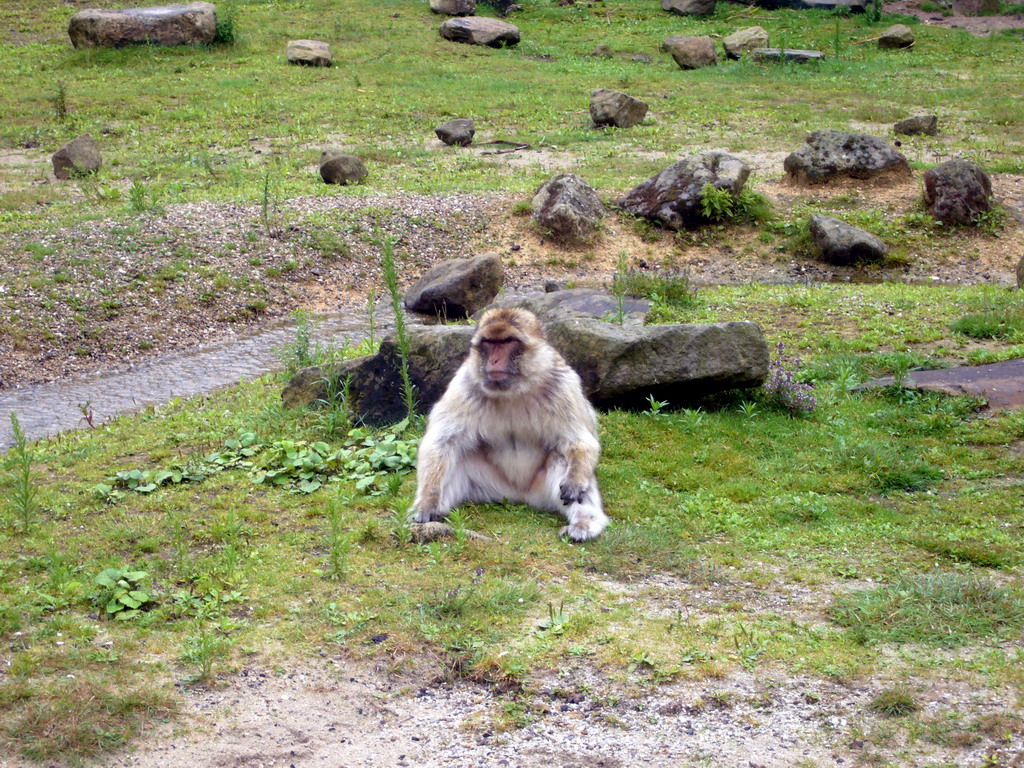 Barbary Macaque in the Apenheul zoo