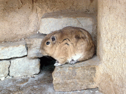 Rodent in the Apenheul zoo