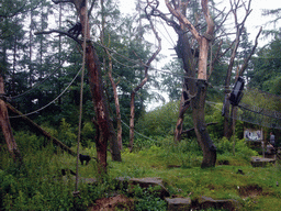 Lion-tailed Macaques in the Apenheul zoo