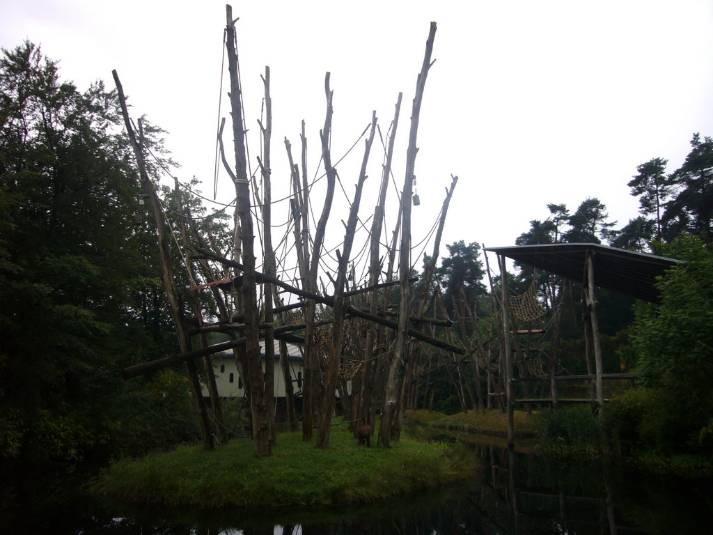 Orangutans in the Apenheul zoo