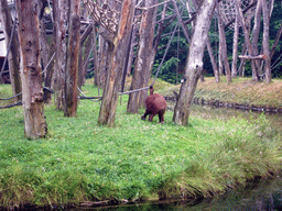 Orangutan in the Apenheul zoo
