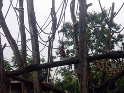 Orangutan in the Apenheul zoo