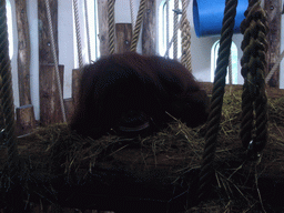 Orangutan in the Apenheul zoo