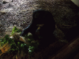 Bonobo in the Apenheul zoo