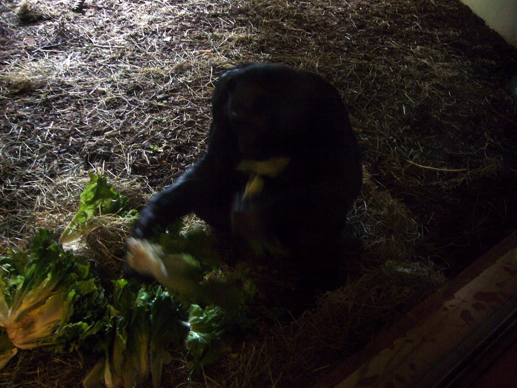 Bonobo in the Apenheul zoo