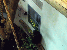 Bonobo in the Apenheul zoo