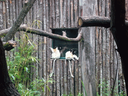 Crowned Sifakas in the Apenheul zoo