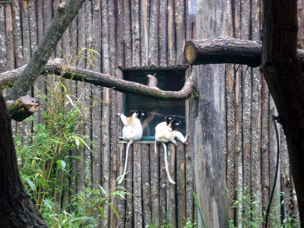 Crowned Sifakas in the Apenheul zoo