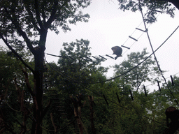 Black Howler Monkeys in the Apenheul zoo