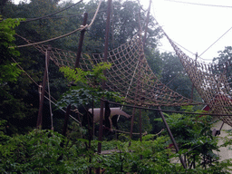 Golden-bellied Capuchins in the Apenheul zoo