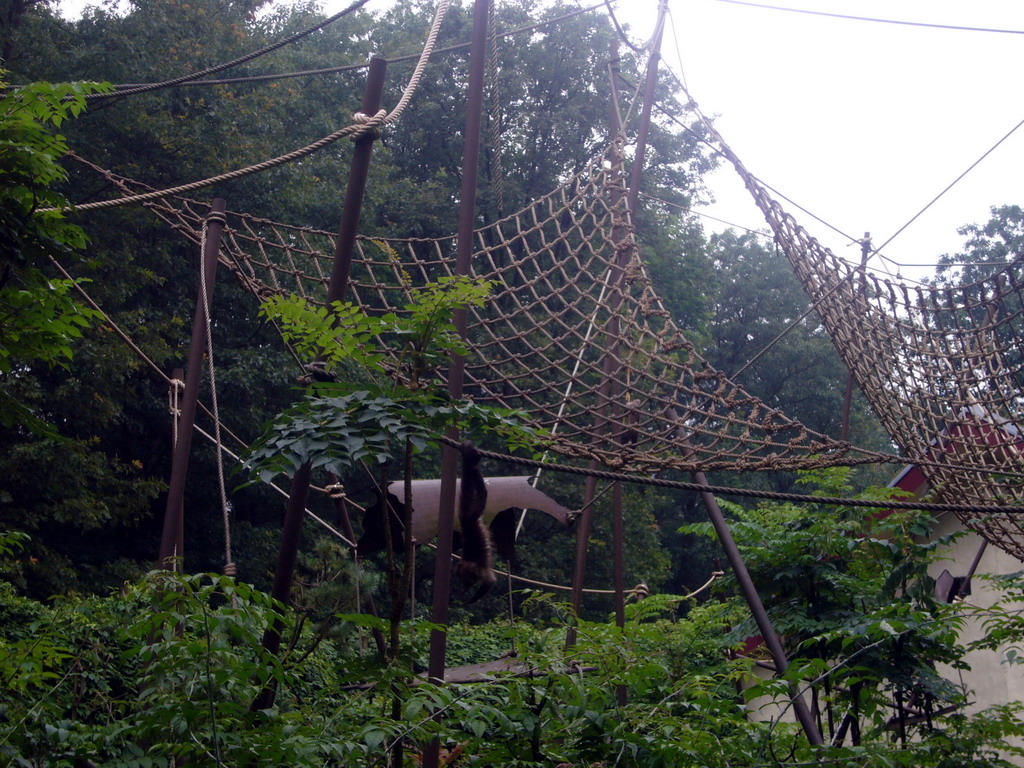 Golden-bellied Capuchins in the Apenheul zoo