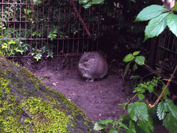 Wild Guinea Pig in the Apenheul zoo