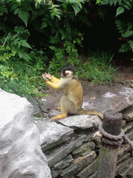 Squirrel monkey in the Apenheul zoo