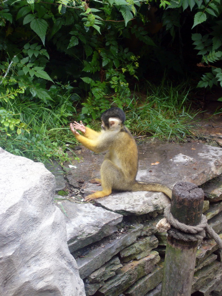 Squirrel monkey in the Apenheul zoo