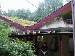 Squirrel monkeys at feeding time in the Apenheul zoo