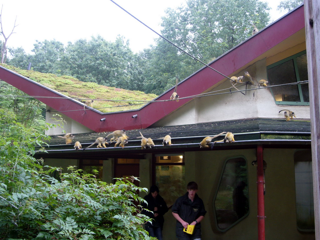 Squirrel monkeys at feeding time in the Apenheul zoo