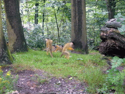 Squirrel monkeys at feeding time in the Apenheul zoo