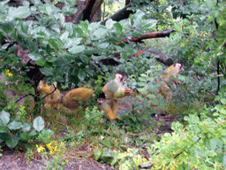 Squirrel monkeys at feeding time in the Apenheul zoo