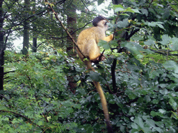Squirrel monkey at feeding time in the Apenheul zoo