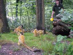 Squirrel monkeys at feeding time in the Apenheul zoo