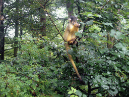 Squirrel monkey at feeding time in the Apenheul zoo