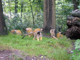 Squirrel monkeys at feeding time in the Apenheul zoo