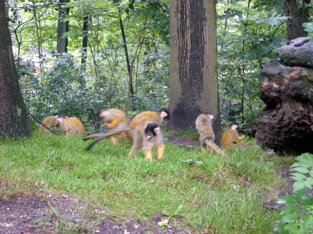 Squirrel monkeys at feeding time in the Apenheul zoo