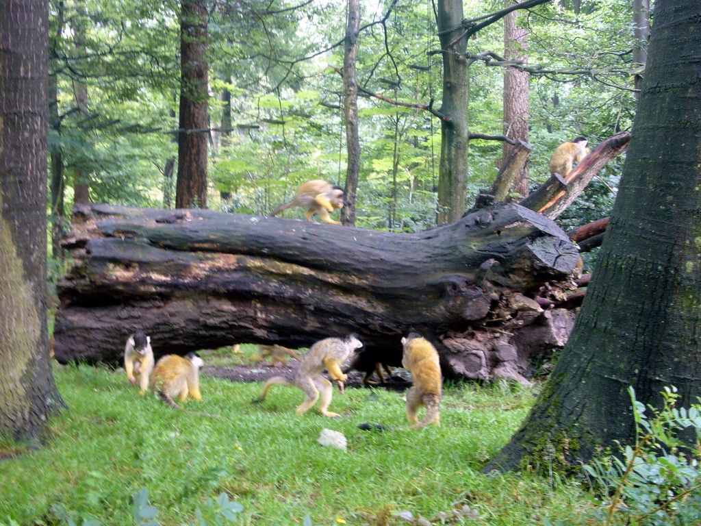 Squirrel monkeys at feeding time in the Apenheul zoo