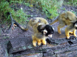 Squirrel monkeys with young in the Apenheul zoo
