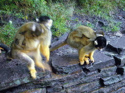 Squirrel monkeys with young in the Apenheul zoo