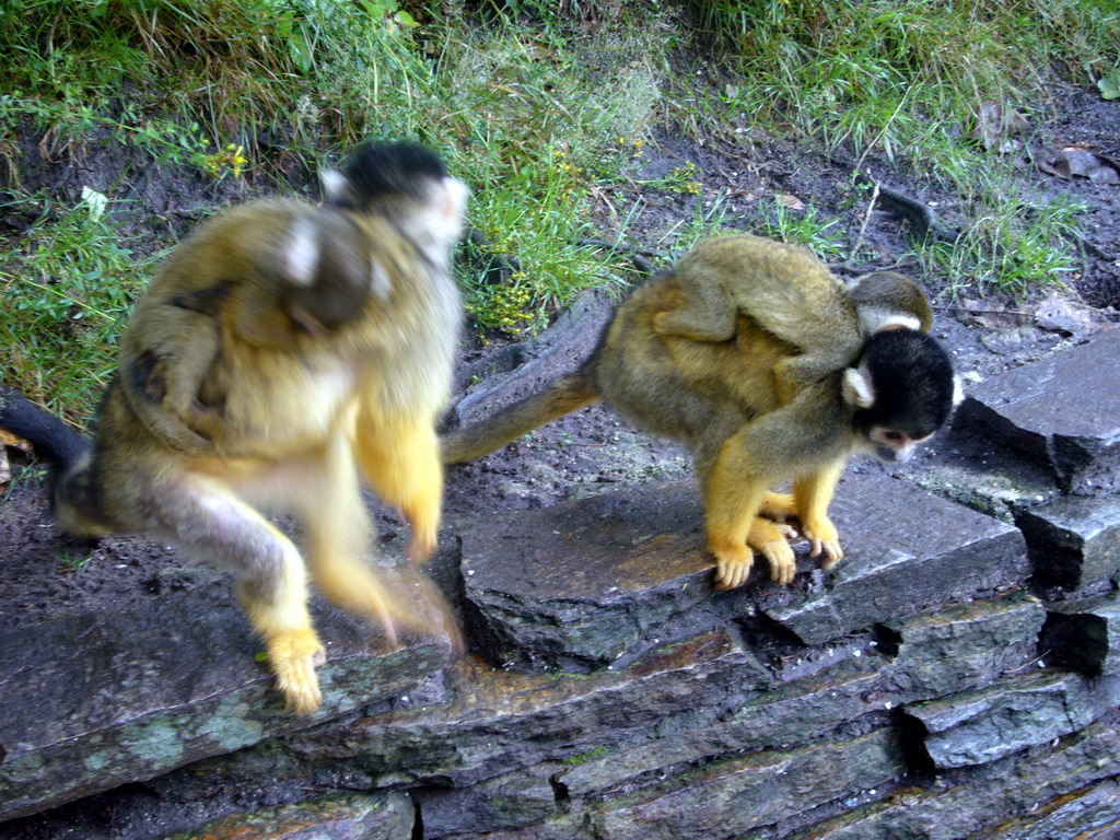 Squirrel monkeys with young in the Apenheul zoo