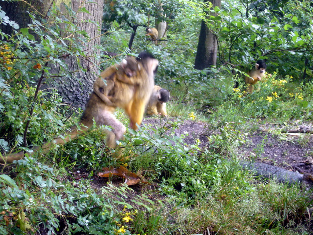 Squirrel monkeys with young in the Apenheul zoo