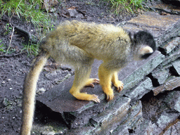 Squirrel monkey in the Apenheul zoo