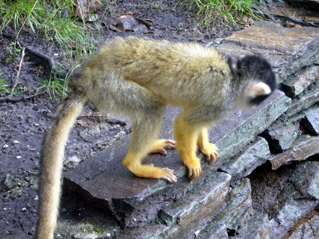 Squirrel monkey in the Apenheul zoo