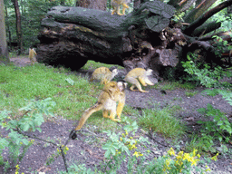 Squirrel monkeys with young in the Apenheul zoo