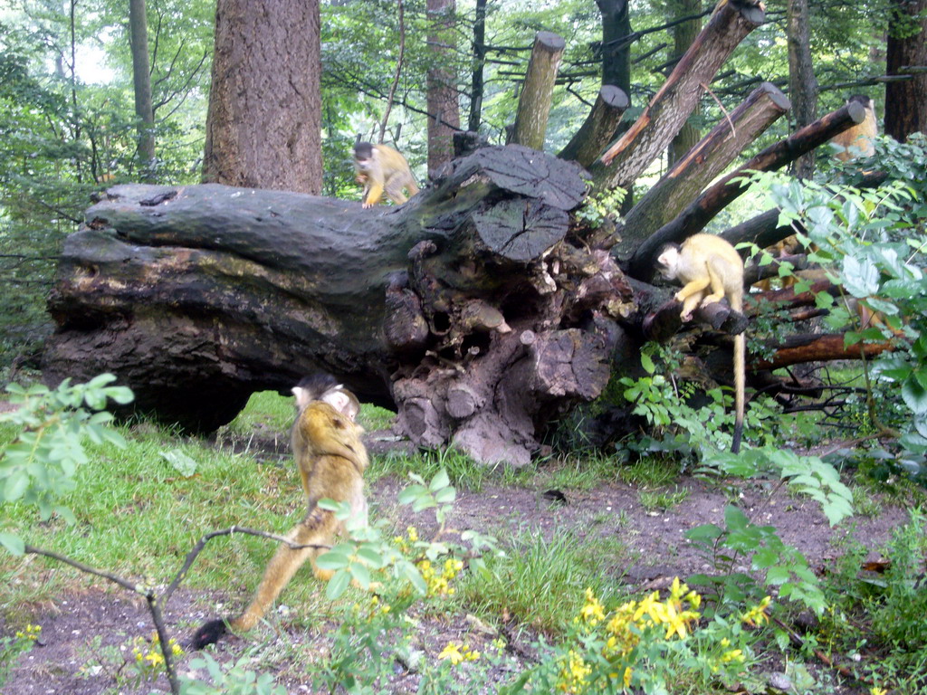 Squirrel monkeys with young in the Apenheul zoo