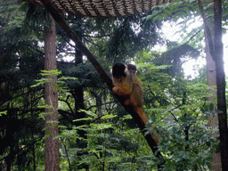 Squirrel monkey with young in the Apenheul zoo