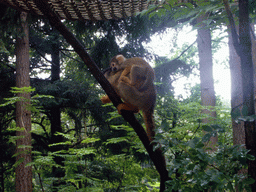 Squirrel monkey with young in the Apenheul zoo