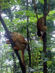 Squirrel monkeys with young in the Apenheul zoo